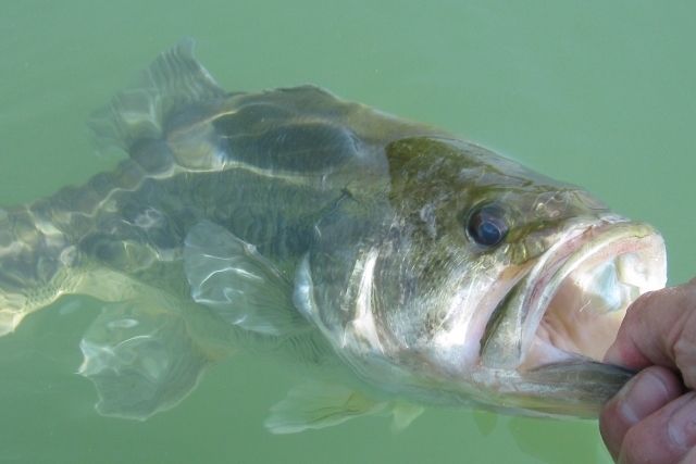 琵琶湖でバス釣りをするなら穴場は 釣果が高い陸っぱりポイント紹介 日々のバス釣りでの出来事